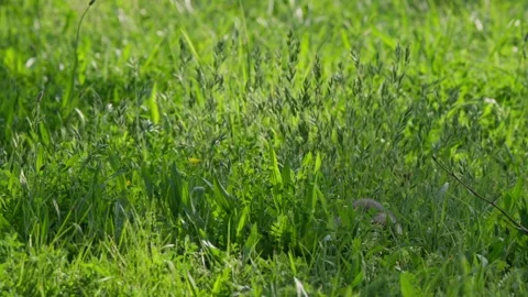 Hamster foraging in long grass with bulging cheeks, then turning right and 스톡 동영상 331082008