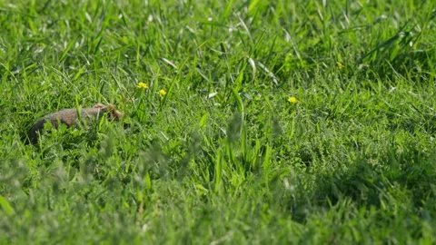 Hamster foraging in long grass, enters from left, explores meadow and turns to Видео 331081995