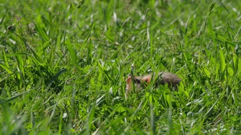 Hamster foraging in long grass, turning from side profile to face camera in 스톡 동영상 331081856