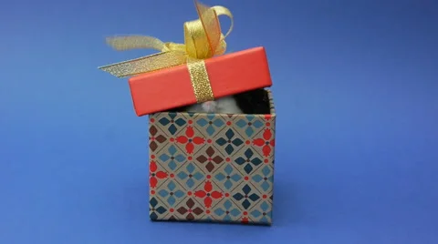 Hamster as a gift in box Stock Footage 46080795