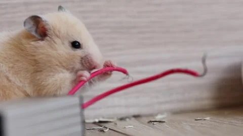 The hamster is gnawing on the cable. Causing damage from rodents. Stock Footage 248621349