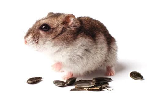 Hamster with grain on white background Stock Photos