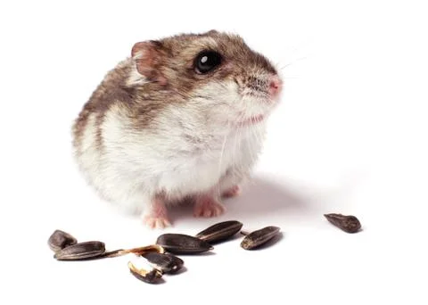 Hamster with grain on white Stock Photos