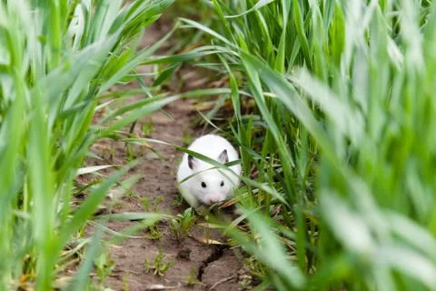 Hamster in the grass. Stock Photos