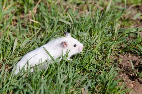 Hamster in the grass. Stock Photos