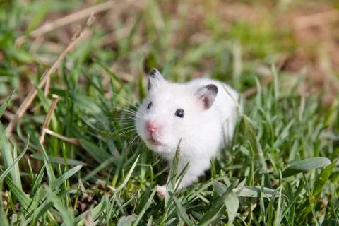 Hamster in the grass. Stock Photos