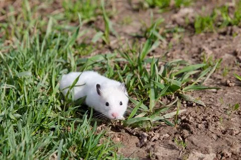 Hamster in the grass. Stock Photos