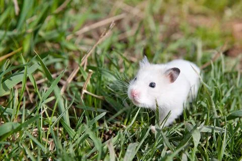 Hamster in the grass. Stock Photos
