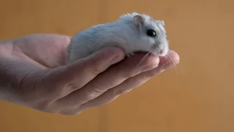 A hamster, gray in stripes close-up, sits on a man's big hand and runs around. Stock Footage