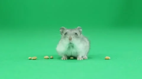 Hamster on a green background Stock Footage 63246221