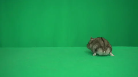 Hamster on a green screen Stock-Footage 131102566