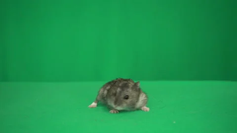 Hamster on a green screen Stock-Footage 131103437