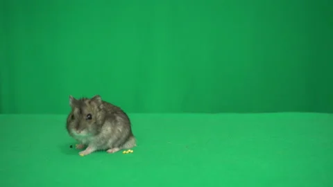 Hamster on a green screen Stock Footage 131103882