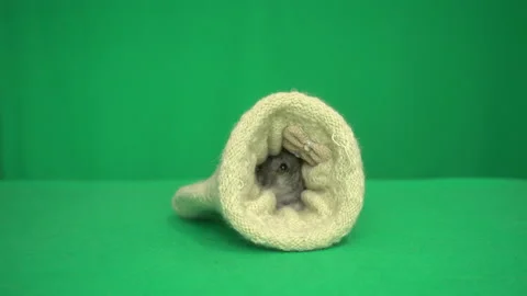 Hamster on a green screen Stock-Footage 131104023