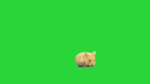 Hamster on a green screen Stock Footage 134877243