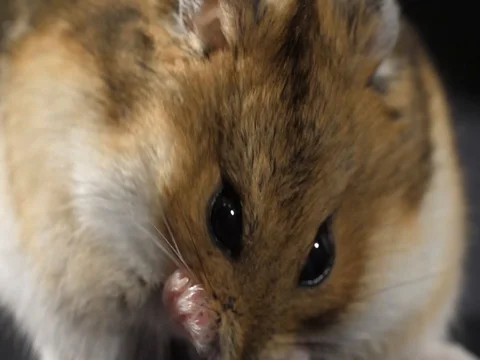 Hamster grooming store