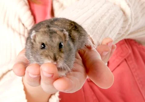 Hamster in hands Stock Photos