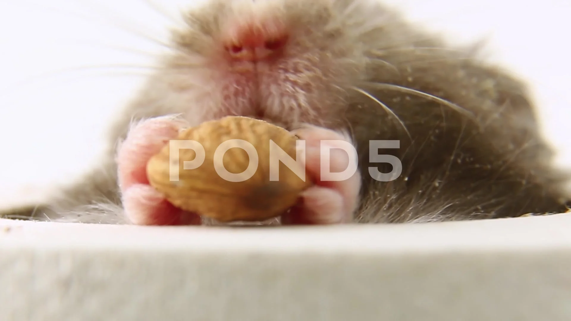 Almond hamster cheap