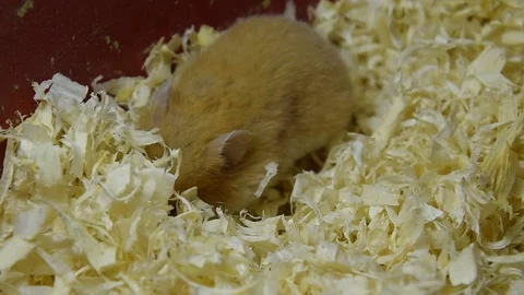 Hamster home in keeping in captivity. Hamster in sawdust. Red hamster Stock Footage 97090025