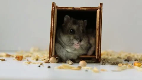 Hamster in the house washes Stock Footage 233595184