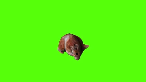 Hamster Idle Green Screen Animation 4K Rendering Stock-Footage 281392627