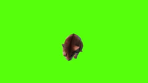 Hamster Idle Green Screen Animation 4K Rendering Stock Footage 281392631