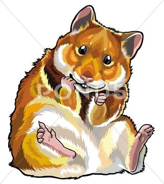 Hamster Stock Illustration
