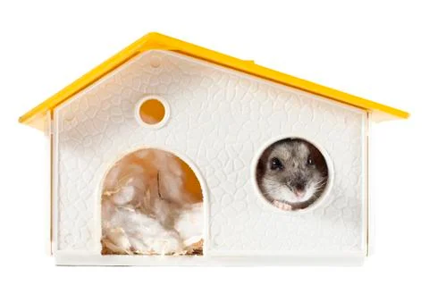 Hamster inside a House Stock Photos