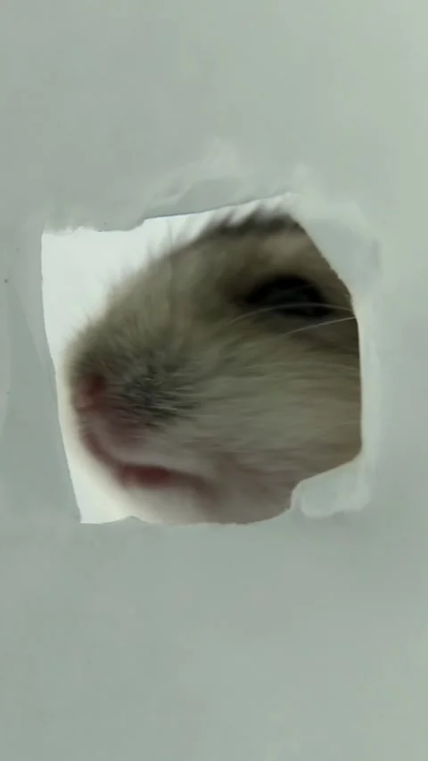 Hamster inspecting small opening in white enclosure Видео 322184899