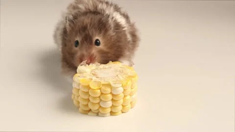 Hamster interacting with corn cob on white surface Stock Footage 323102847