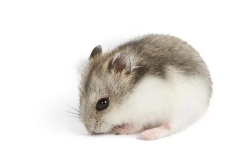 Hamster  isolated on white Stock Photos