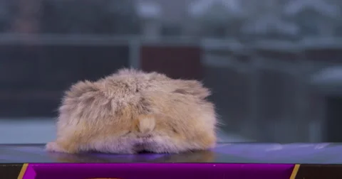 Hamster Jumps down from ledge, cute fluffy tail. Stock-Footage 63235125