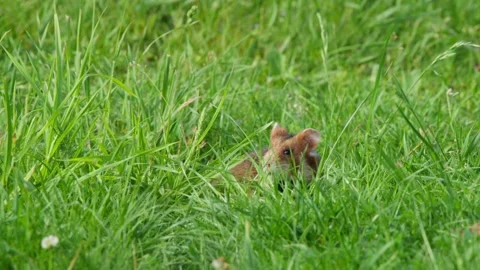 Hamster in long grass close up turning head and making a u-turn in a natural Stock-Footage 330873809