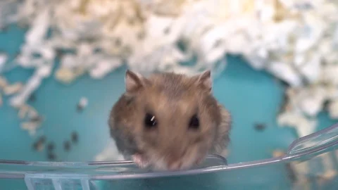 Videos hamster free Pornhub's wild,