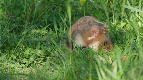Hamster making a grass nest by trampling, turning and pausing before running Stock Footage 330874220