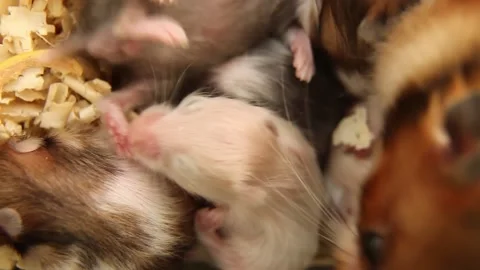 Hamster Mom Multi-Tasking: Cleaning and Caring for Her Playful Babies Vídeo Stock 233297217