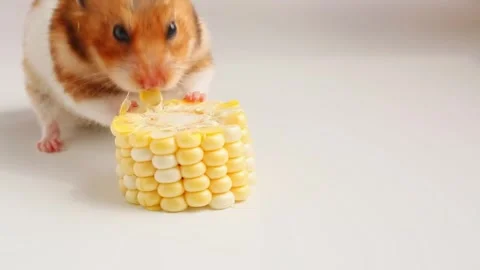 Hamster moving toward corn stack on white background Stock-Footage 322648884