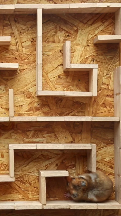 Hamster navigating deep wooden maze pathways in motion Stock Footage 324499272