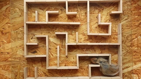 Hamster navigating wooden maze corridors from top view Stock Footage 322674520