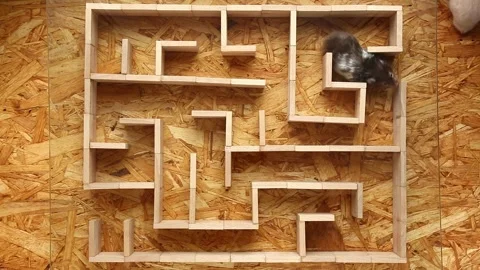 Hamster navigating wooden maze from top-down perspective Stock Footage 322811706