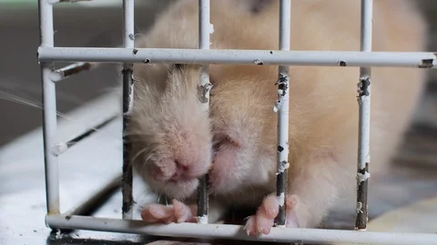 The hamster nibbles the bars of the cage, the hamster asks for food, the Syri Video stock 129628500