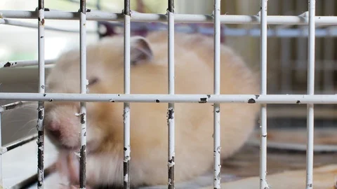 The hamster nibbles the bars of the cage, the hamster asks for food, the Syri Video stock 129628511