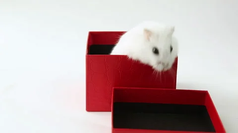 The hamster opens the box and climbs out of it Stock Footage 243318324