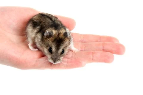 Hamster on palm Stock Photos