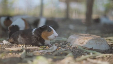 Hamster pet eating corn Video stock 88125886