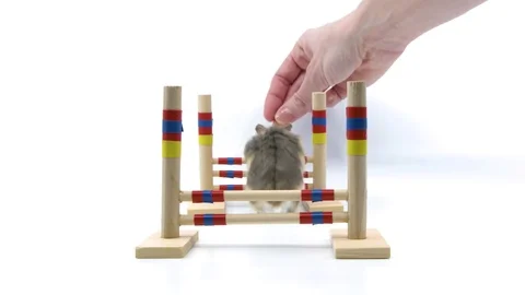 Hamster pet training hurdle trick head on view Stock Footage 85186477
