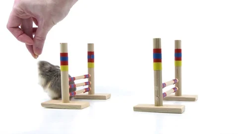 Hamster pet training hurdle tricks Stock Footage 85186340