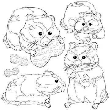 Hamster pets. Vector black and white coloring page. Stock Illustration
