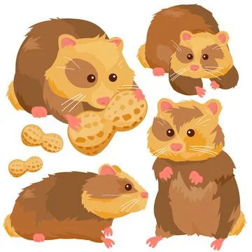 Hamster pets. Vector illustration Stock Illustration