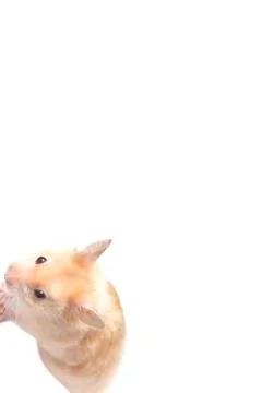 Hamster Stock Photos